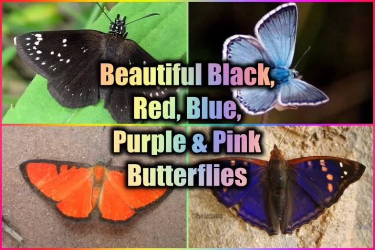 Black, Red, Blue, Purple & Pink Butterfly