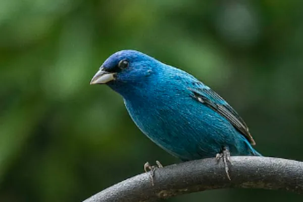 Blue and black tanager