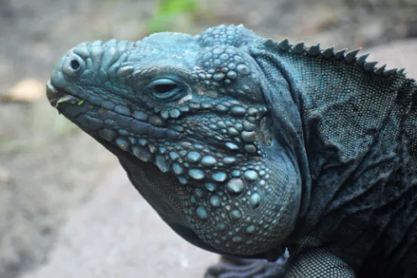 Blue iguana