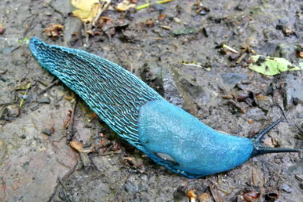 Carpathian blue slug