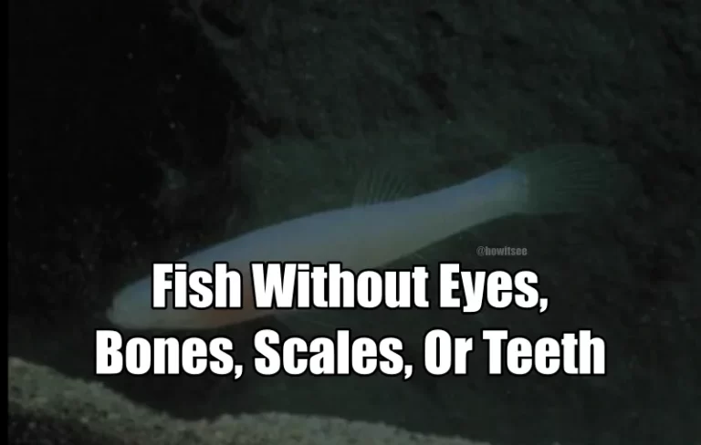 Fish Without Eyes, Bones, Scales, Or Teeth