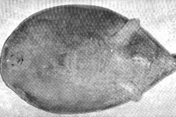 Blind Electric Ray