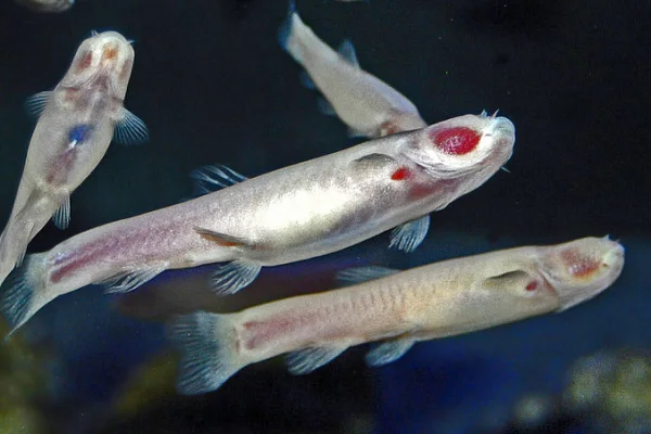 Somalian Cavefish