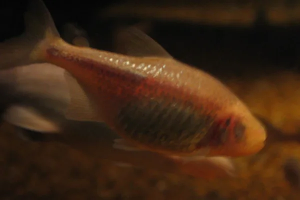 Tinaja Cavefish