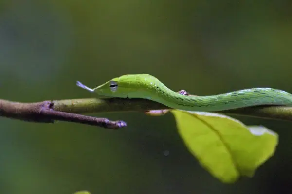 Asian Vine Snake