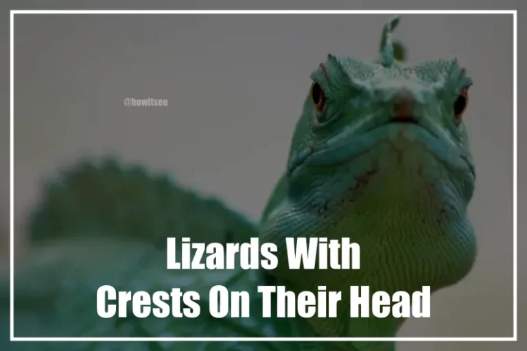 Lizards With Crests On Their Head