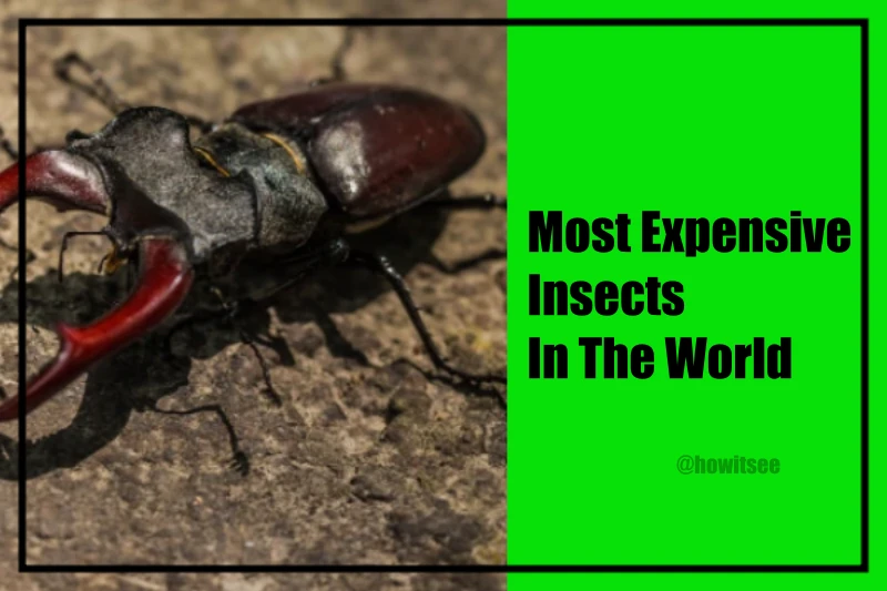 Most Expensive Insects