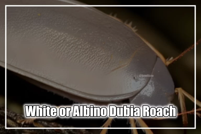 White or Albino Dubia Roach
