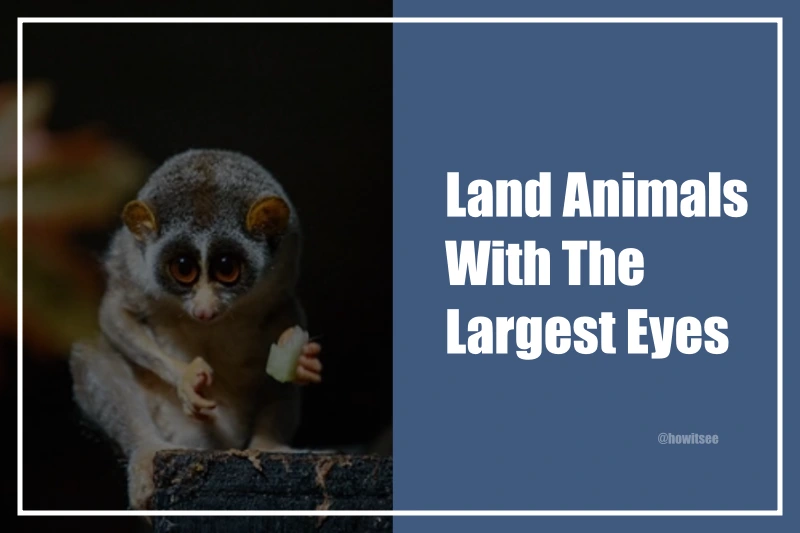 Land Animals With The Largest Eyes