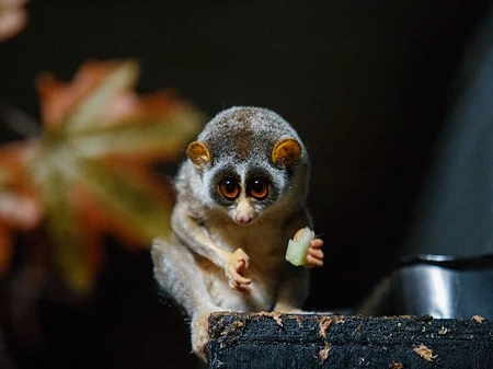 Grey Mouse Lemur