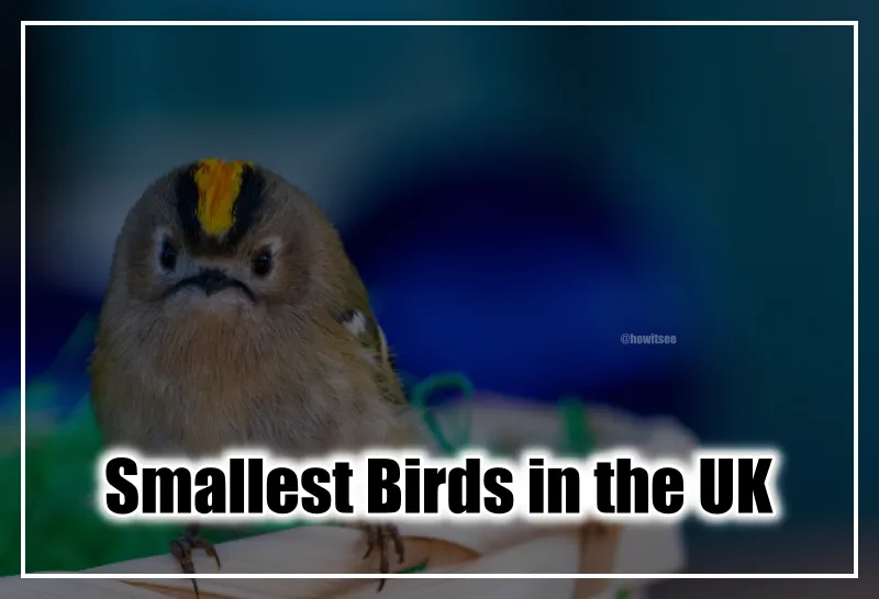 smallest birds in the uk