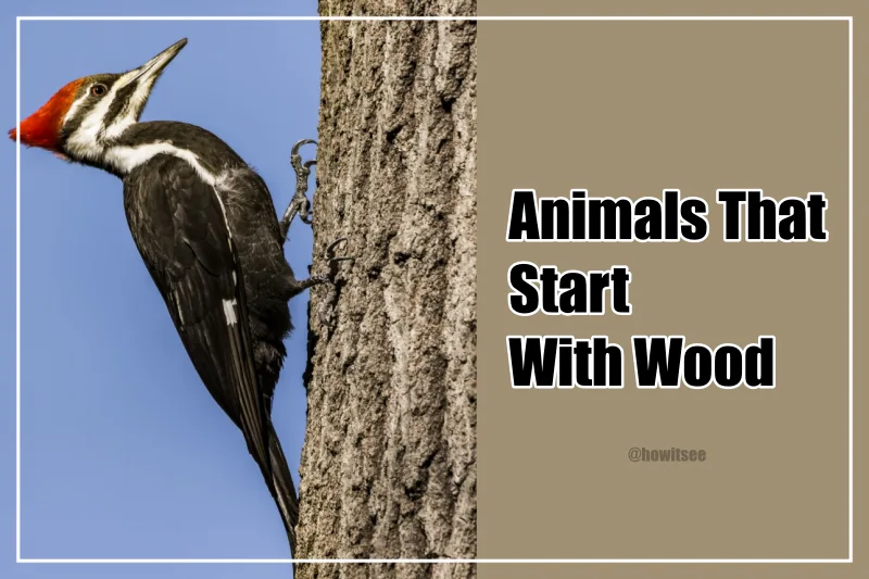 Animals that Start with Wood