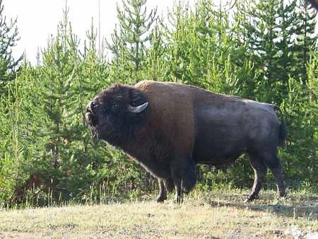 Wood Bison
