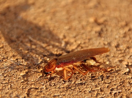 Woodroach