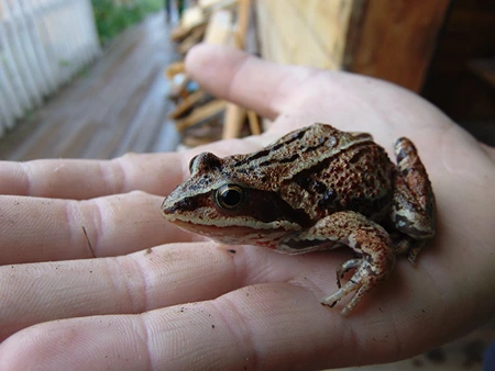 Woodfrog