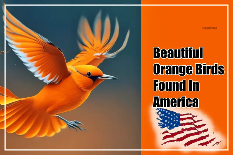 Beautiful Orange Birds In America