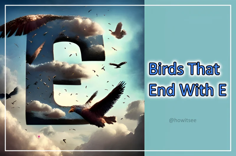 Birds That End With E