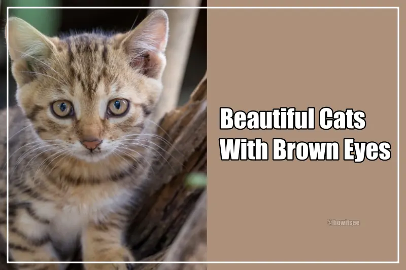 Cats With Brown Eyes