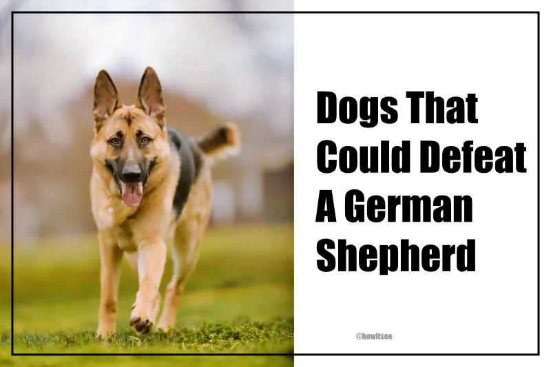 Dogs That Could Defeat A German Shepherd