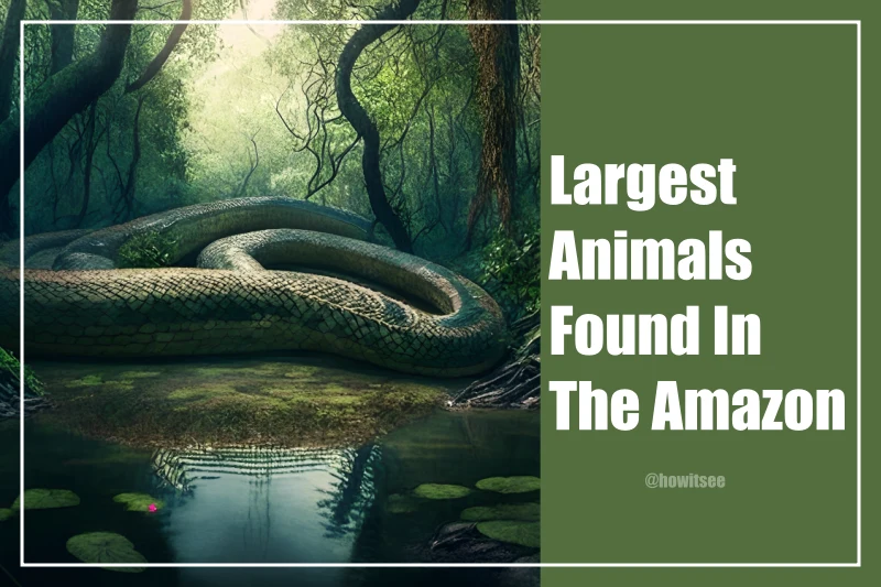 Largest Animals Found In The Amazon