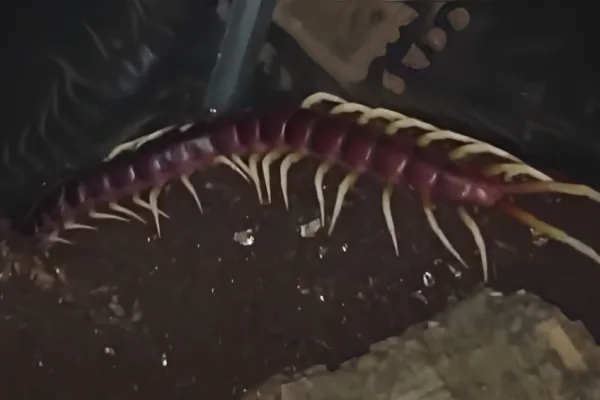 Amazonian Giant Centipede