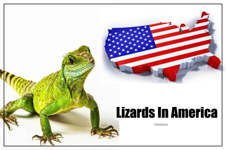 Lizards in America