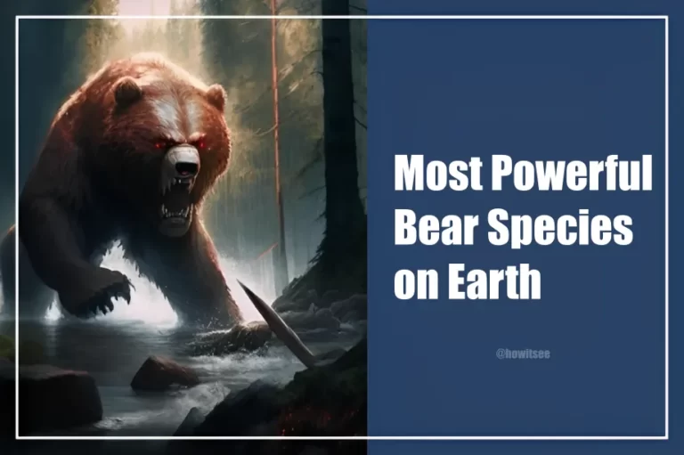 Most Powerful Bear Species