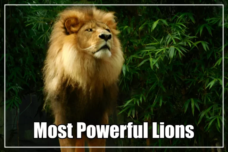 Most Powerful Lions