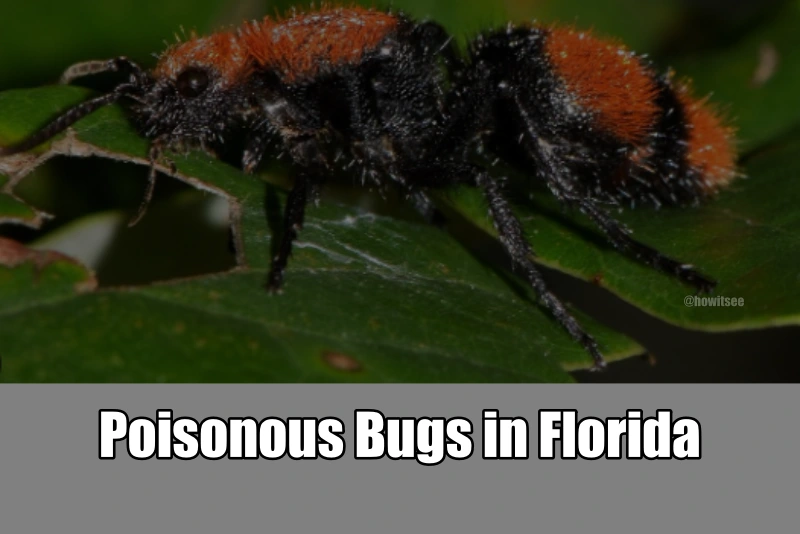 Poisonous Bugs in Florida