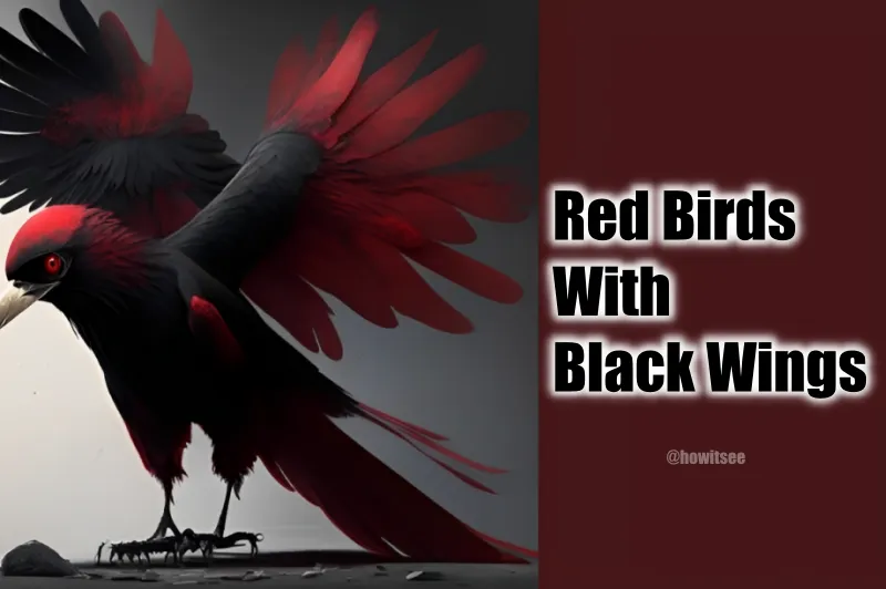 Red Birds With Black Wings