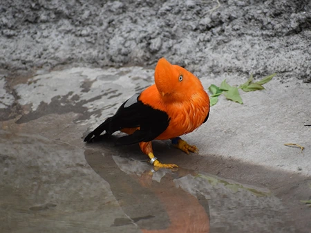 Andean Rock of the Cock