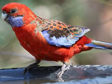 Crimson Rosella