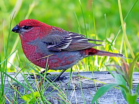 Pine Grosbeak