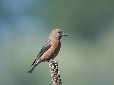 Red Crossbill