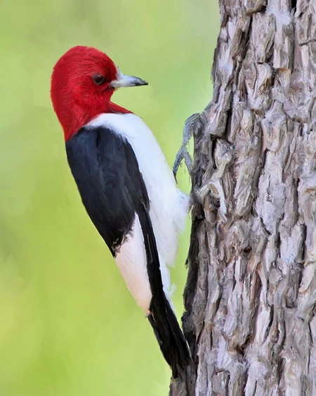 Red Headed Woodpecker