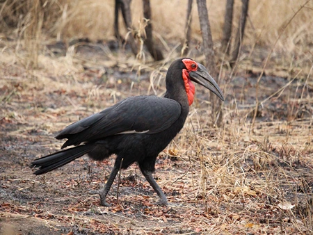 Southern Ground Hornbill