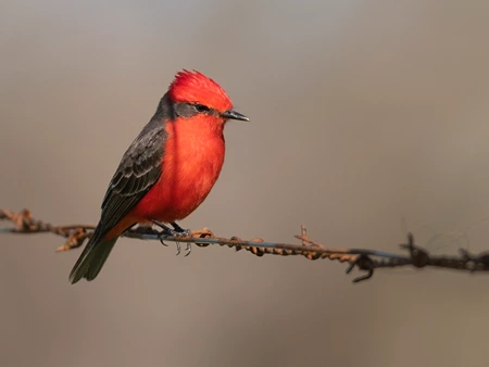 Vermilion Flycatcher