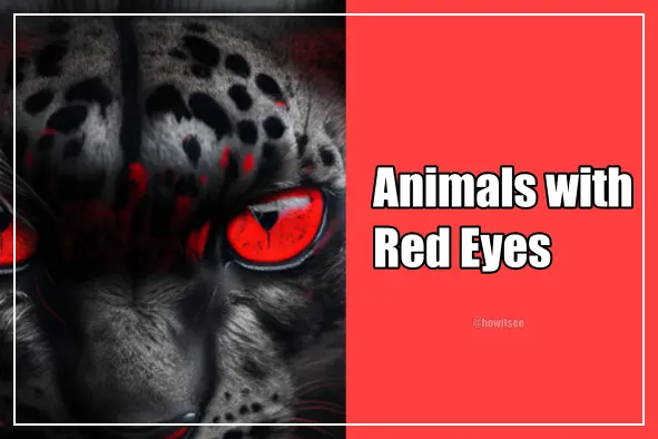 Red Eye Animals