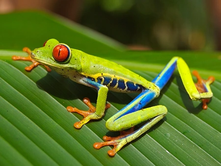 Green Eyed Tree Frog