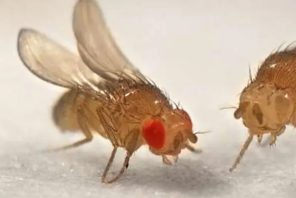 Red Eyed Fruit Fly
