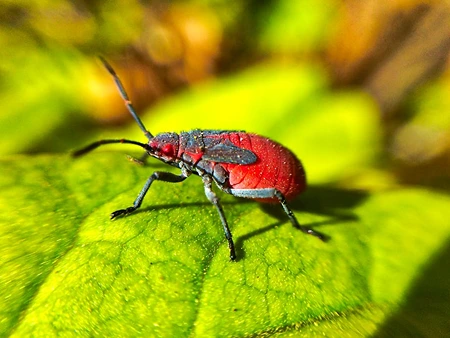 Soapberry Bug