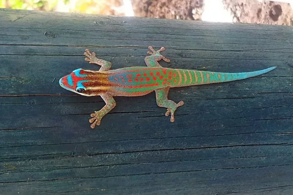 Mauritius Ornate Day Gecko