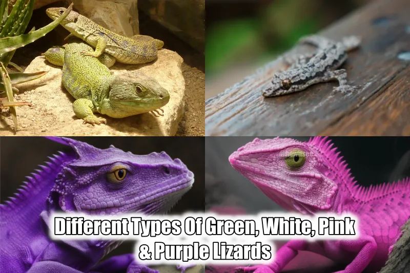 Types Of Green, White, Pink & Purple Lizards