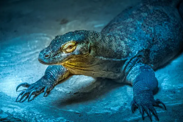 Blue Spotted Tree Monitor