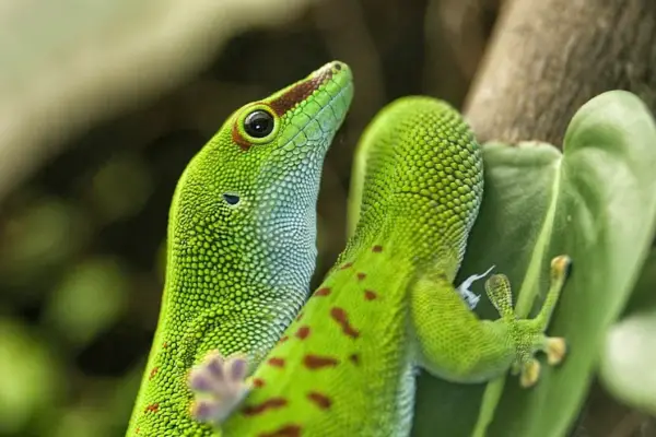 Madagascar Giant Day Gecko