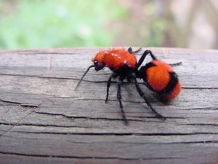 Velvet Ant