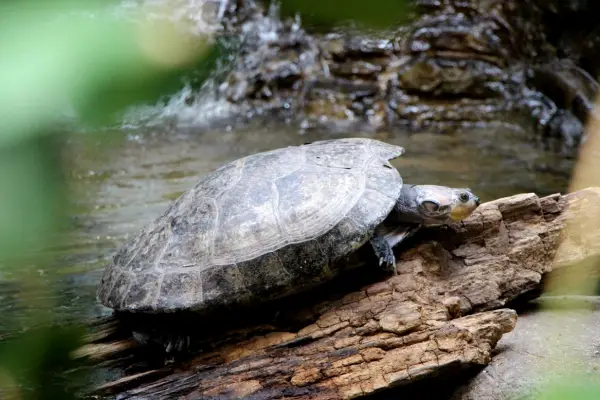 Neotropical river turtle