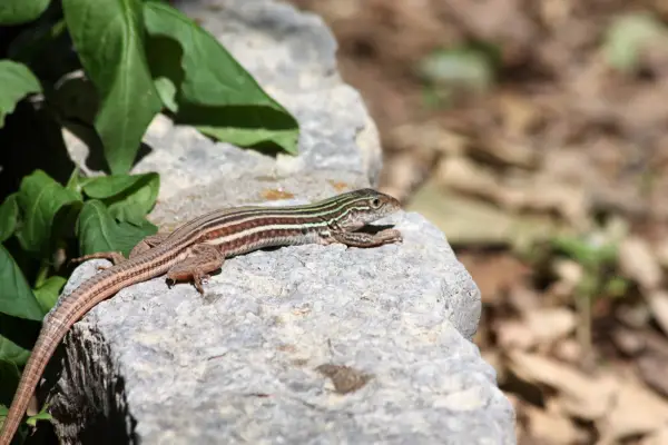 New mexico whiptail lizard