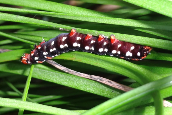 Azalea Caterpillar