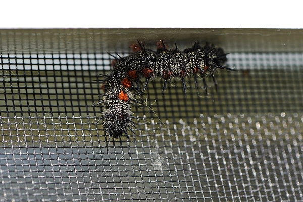 Mourning Cloak Caterpillar